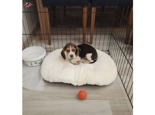 Sahibinden özel sebeplerden ötürü Beagle