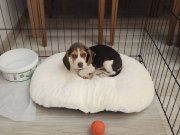 Sahibinden özel sebeplerden ötürü Beagle