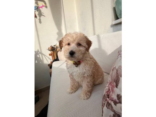 Terrier ve Poodle Melezi Yavrumuz Ev Arıyoruz