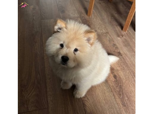 Safkan chow chow bebek