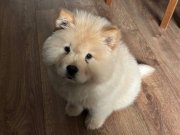 Safkan chow chow bebek