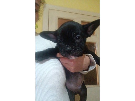 Minnoş yeni yuvasını bekliyor 