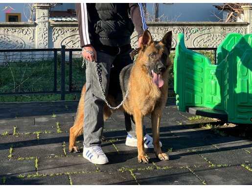 11 aylık erkek alman kurdu