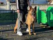 11 aylık erkek alman kurdu