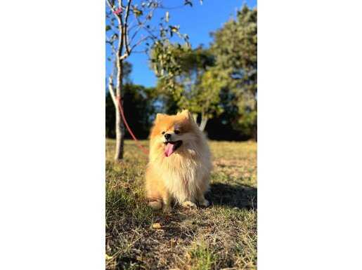 Pomeranian Tilki Surat 18 Aylık Eğitimli UYGUN