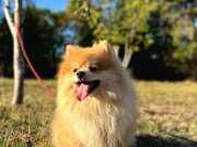 Pomeranian Tilki Surat 18 Aylık Eğitimli UYGUN