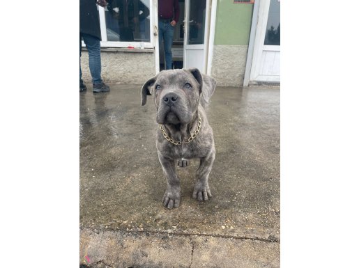 Ankara Sincan 3 Aylık Cane Corso Gri Kaplan Desenli 