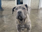 Ankara Sincan 3 Aylık Cane Corso Gri Kaplan Desenli 