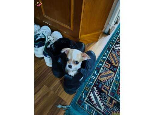 Kırklareli Lüleburgaz’da Aile Ortamında Sosyalleşmiş Maskeli Erkek Chihuahua Yavrusu