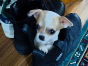 Kırklareli Lüleburgaz’da Aile Ortamında Sosyalleşmiş Maskeli Erkek Chihuahua Yavrusu