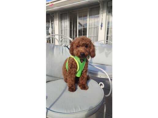 Kıvırcık Red Brown Tüy Yapılı Toy Poodle Yavrusu