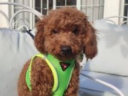 Kıvırcık Red Brown Tüy Yapılı Toy Poodle Yavrusu