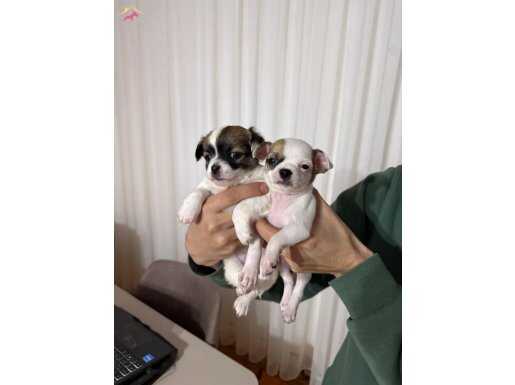 Son iki yavru 45 günlük 1numara küçük boy