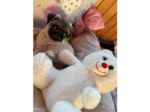 Pakizeye yuva arıyoruz