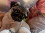 Pakizeye yuva arıyoruz