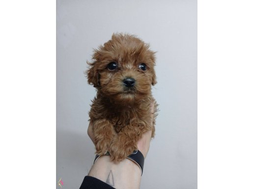 IRK GARANTİLİ ANTİALERJİK MALTİPOO YAVRULARI