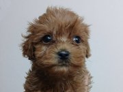 IRK GARANTİLİ ANTİALERJİK MALTİPOO YAVRULARI