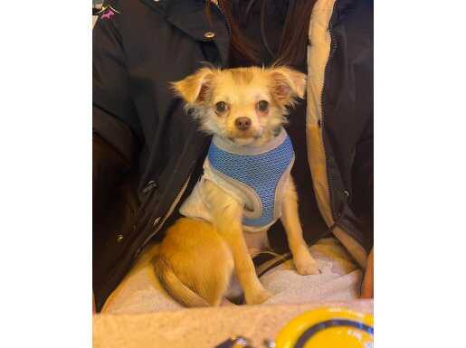 Yavru Chiuahua 3 aylık