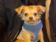 Yavru Chiuahua 3 aylık