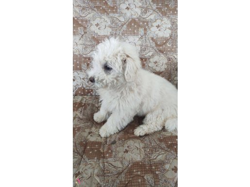 MALTİPOO OĞULLARIMIZ YENİ YUVASINI ARIYOR 