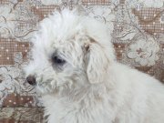 MALTİPOO OĞULLARIMIZ YENİ YUVASINI ARIYOR 