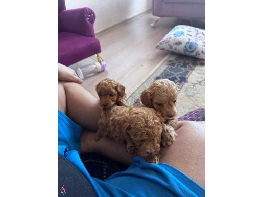 Toy podde yavruları