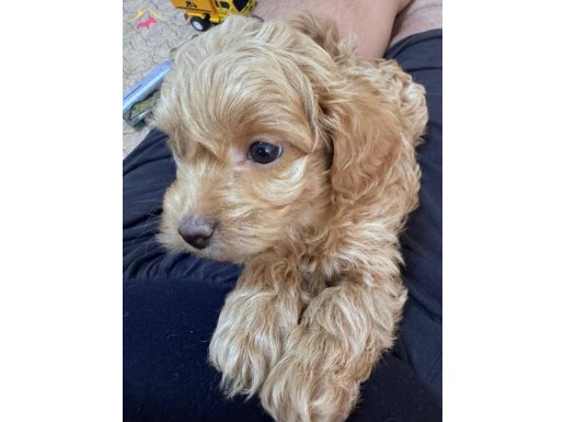 Tuvalet eğitimine başlamış Toypoodle'lar