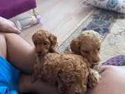 Toy podde yavruları