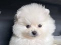 Safkan Pomeranian Boo Yavrusu
