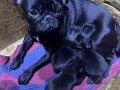Kömür Karası Maskotlar: Evde Yetişmiş Safkan Pug Yavruları
