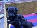 Kömür Karası Maskotlar: Evde Yetişmiş Safkan Pug Yavruları
