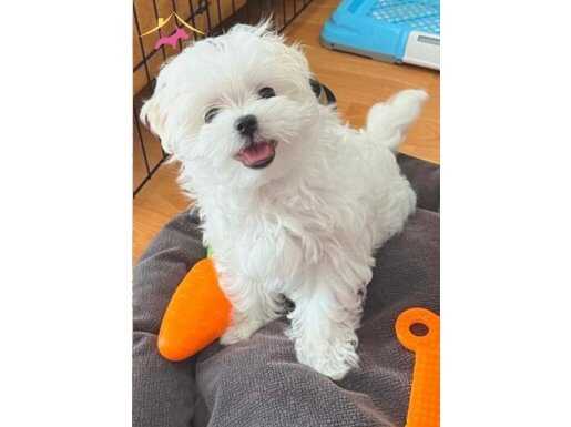Korean Teacup Maltese Terrier Yavrular