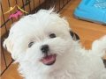 Korean Teacup Maltese Terrier Yavrular