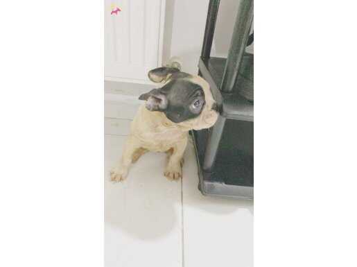 Safkan Irk Garantili Sosyal French Bulldog Yavruları