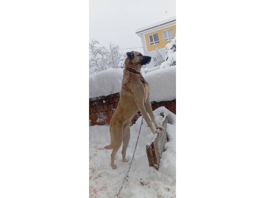 Alan Korumasında Uzman Safkan Kangal