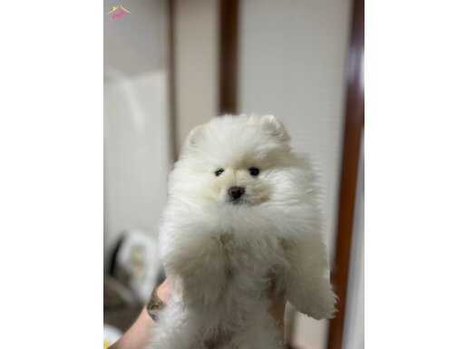 Bebeğimiz yeni yuvasını arıyor