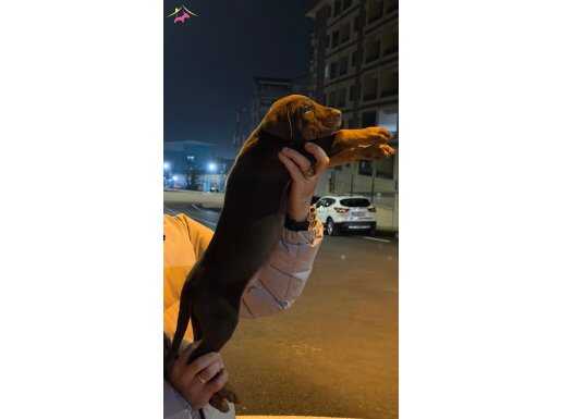 A KALİTE DOBERMAN YAVRULARI KENDİ KÖPEĞİMİN YAVRULARI