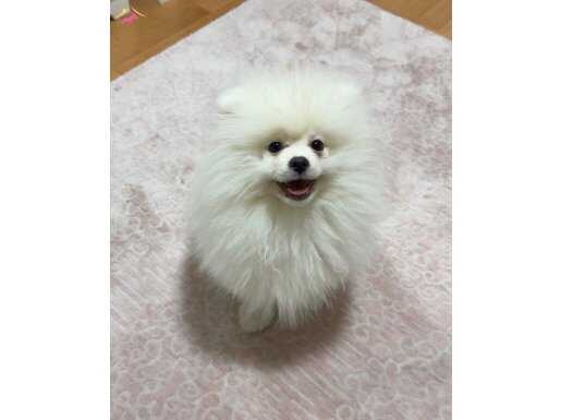 Aşıları Tam Kucak Köpeği 4 Aylık Pomeranian Boo Yavrusu