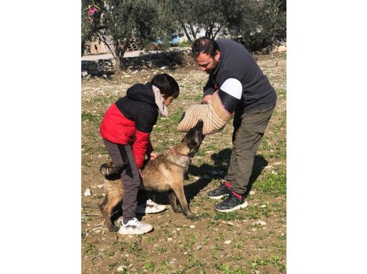 4 aylık dişi Belçika Kurdu