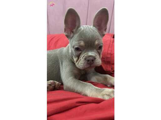 Bu fiyata çok uygun isteyen ulaşsın sahibinden