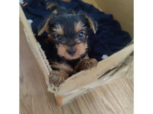 55 günlük Yorkshire  3 erkek yavrularımız 