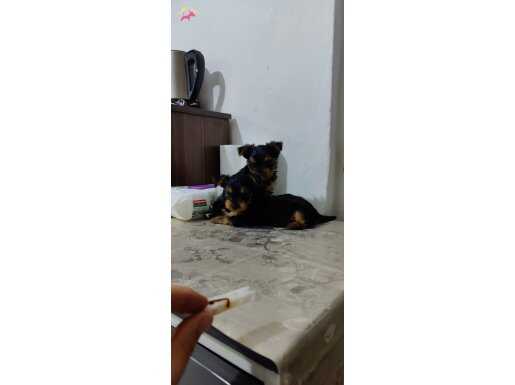 İpeksi Tüylü 60 Günlük Yorkshire Terrier Erkek Yavrular