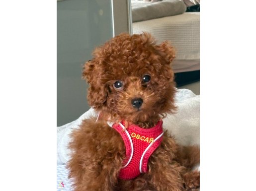 İnanılmaz akıllı minicik kore toy poodle!