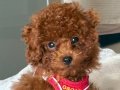 İnanılmaz akıllı minicik kore toy poodle!