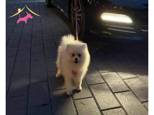 Yavru eğitimli pomeranian 