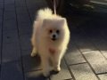 Yavru eğitimli pomeranian 