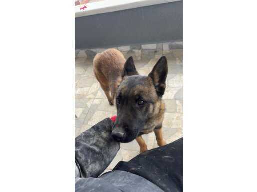 1 dişi 1 erkek sağlıklı aşıları tam 