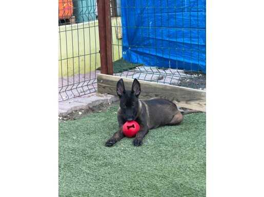 Safkan Belçika malinois yavrularımız 