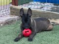 Safkan Belçika malinois yavrularımız 