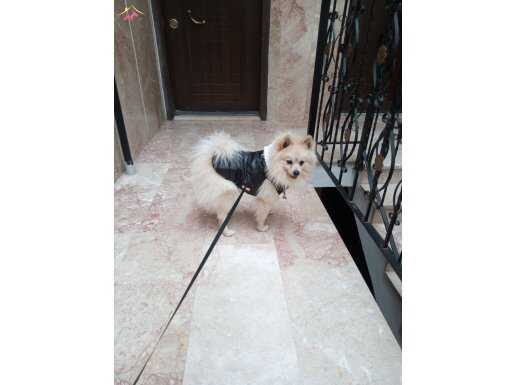 Tüm Eşyalarıyla Birlikte Sosyal ve Bakımlı Pomeranian Boo